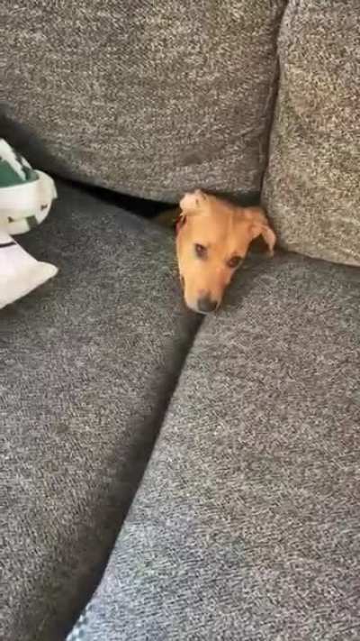 She’s still learning how to use the couch