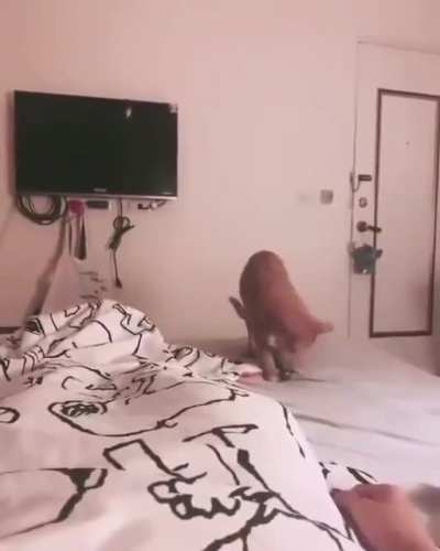 Чё разле<wbr>глась<wbr>? ....И<wbr>грать давай!