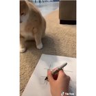 He tried his best 🥺