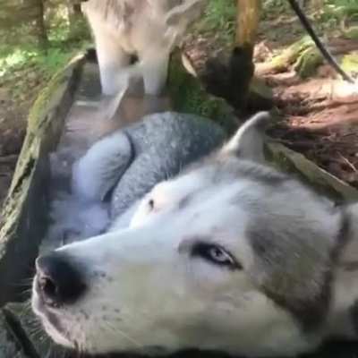 The dog in the back knows what’s up