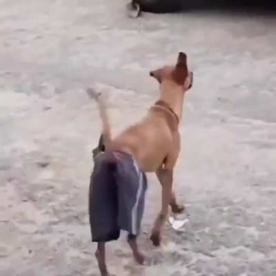 Weakest Brazilian Dog