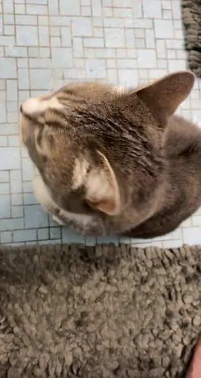 Her name is CC. Stands for ChattyCat. She is noisiest when she wants pets and attention. She loves nose rubs, that’s her favorite