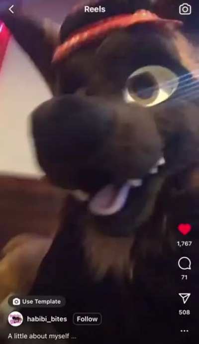 Turkish-Serb-American Halal furry found on ig
