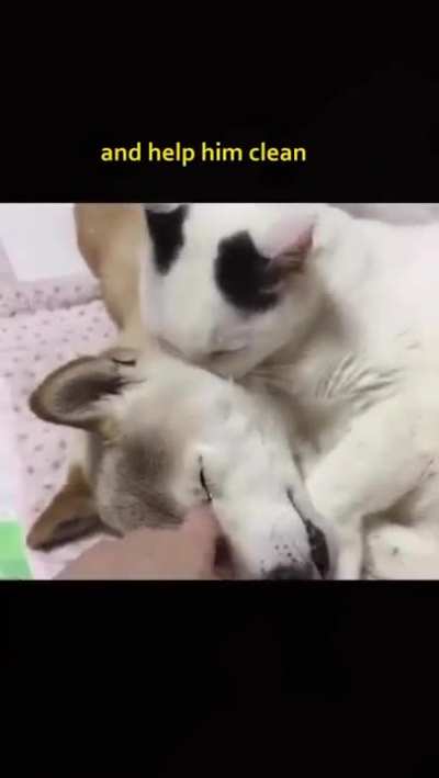 The way the cat caught him when he fell
