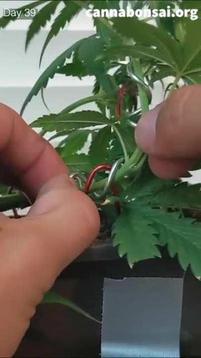 Cloned an Autoflower then gave it a bonsai aesthetic