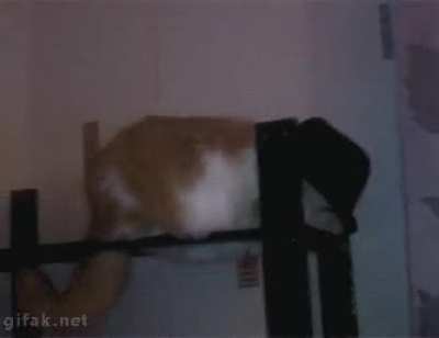 Kitty-jean