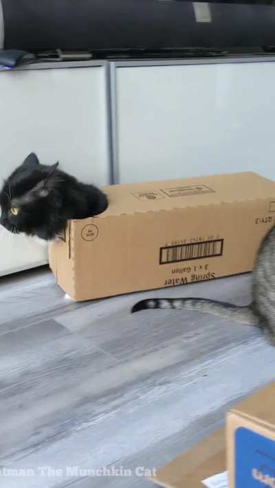 Boxcar cat
