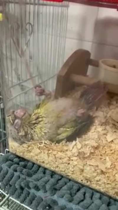 Cinnamon yellow sided conure sleeping like a human