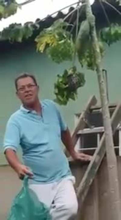 bagging a wasp nest