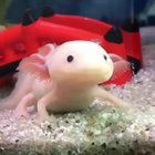 He nearly caught it