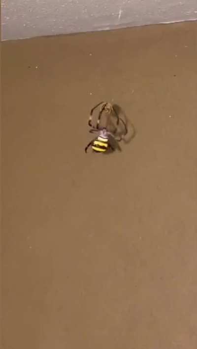 Spiderbro