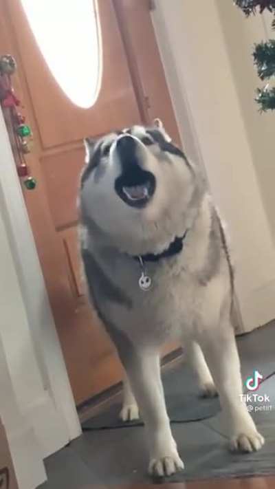 Huskies are the best