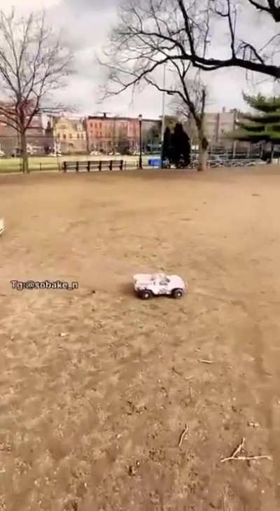 How to tie a corgi out