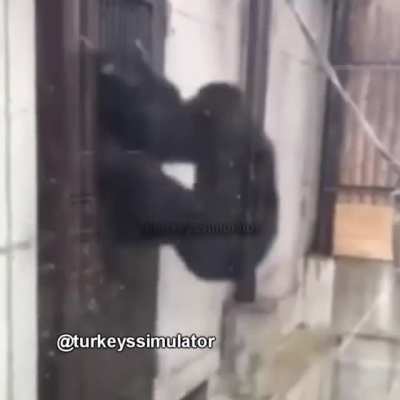 maymublar beraber güçlü