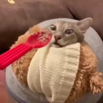Rise of the Cat