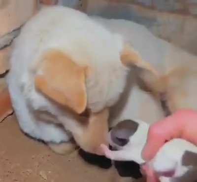 fofo