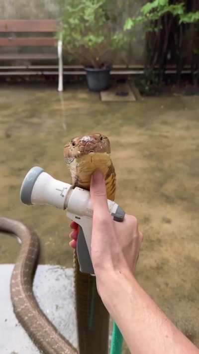 King cobra refreshing her self