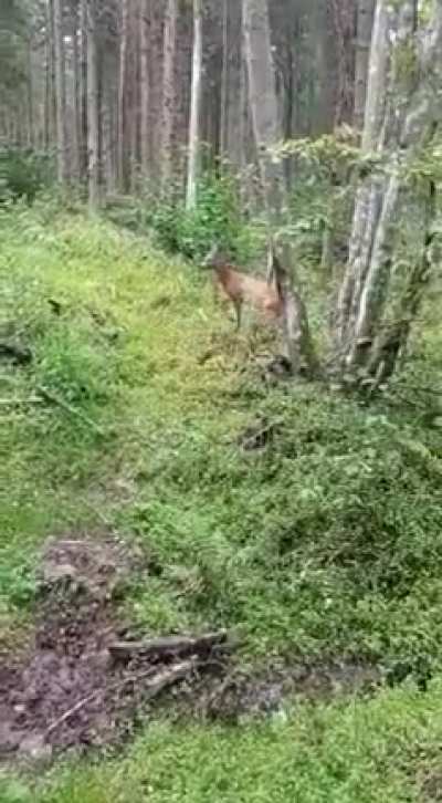 Когда захотел угостить Бэмби грибочком...