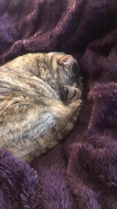 Catbun