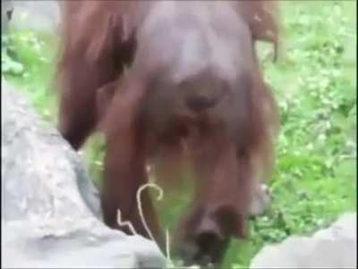 Orangutan saves baby bird.