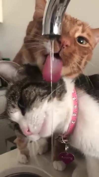 Slup slup 😺😺