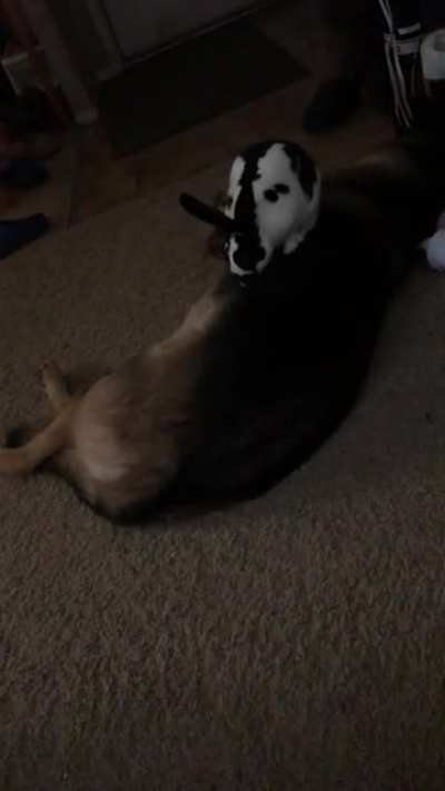 My rabbit is obsessed with my dog