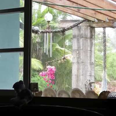 Watching the rain.