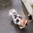 A Cat In The Rain
