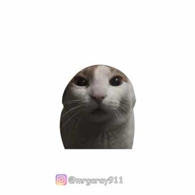 me petting my cat after i destroyed my pc doing this