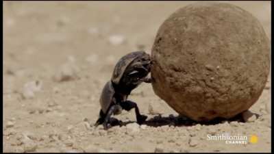Dung Defender be like: