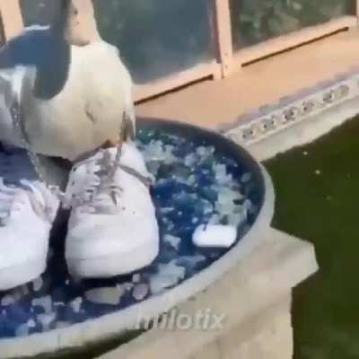 Razón por el que subí el vídeo aquí: habla brasileño