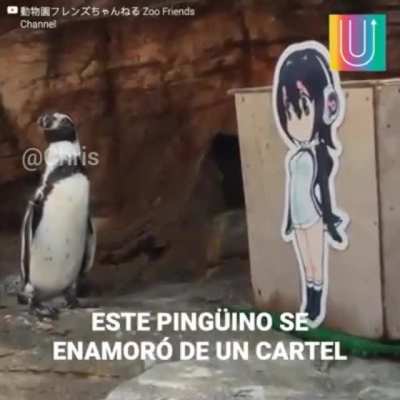 XD