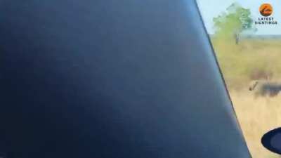 Leopard tries to pick off a baboon and gets rucked by the troop.