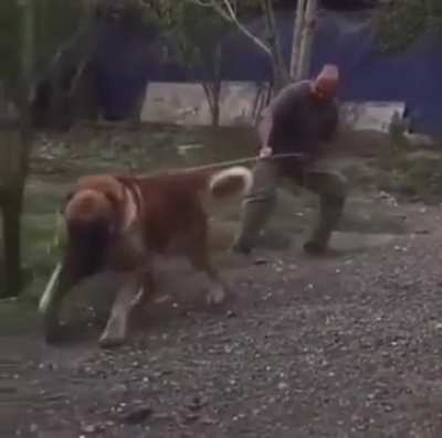 Don’t worry he’s friendly
