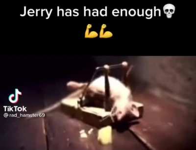 /!\ Insane video of a rat and a cat, much watch before you die /!\
