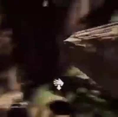 🌲/11