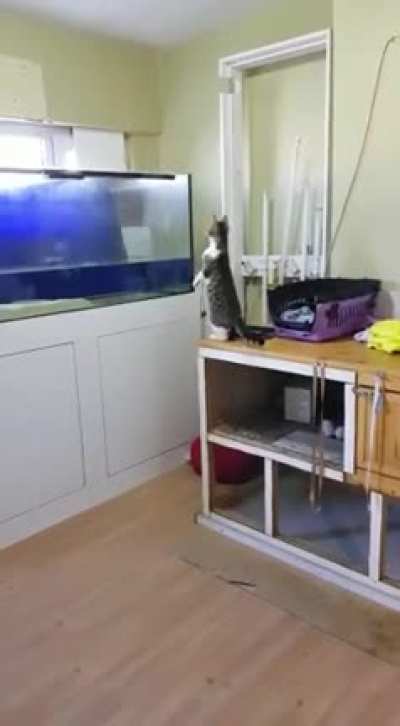 Cat is like: 