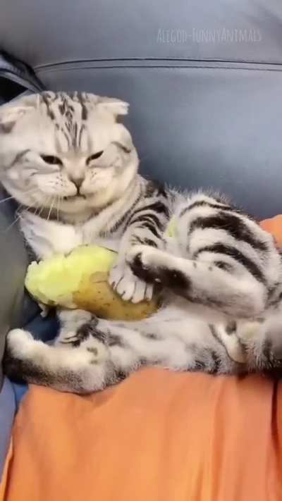 Hello everyone this is your daily dose of Feline entertainment