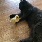 Making friends
