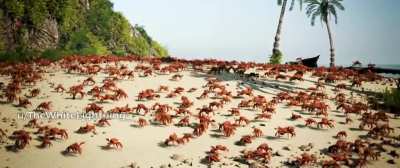 Crab Angeles Laps