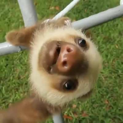 Derp