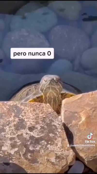 Chances to get murdered by a turtle are low but never ZERO