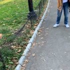 Doggie high jump