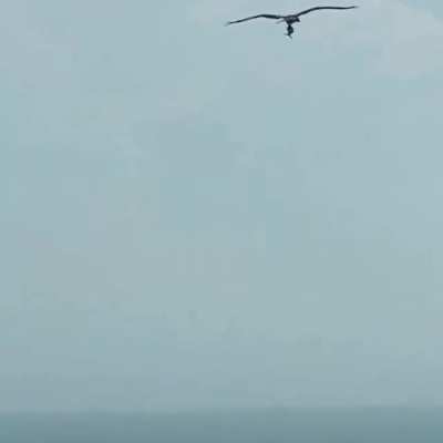 A bird showing off a shark it just plucked out of the ocean