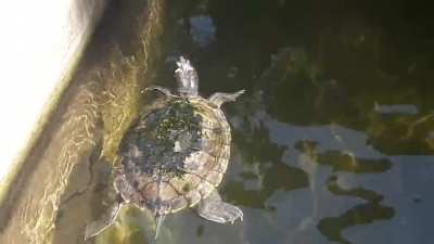 I know it's not a very good edit, but I made a video of some turtles and put Bismarck. Thanks for your time