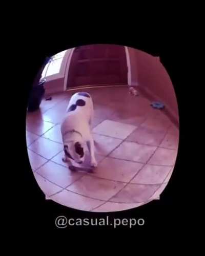 Los perros son god