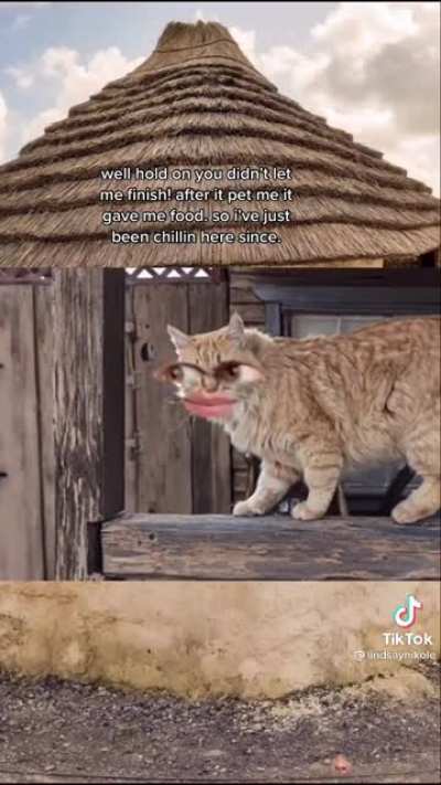 Domestication of cats