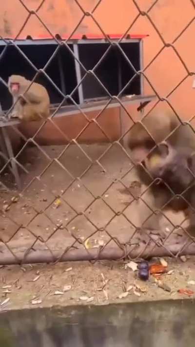 macaco americano