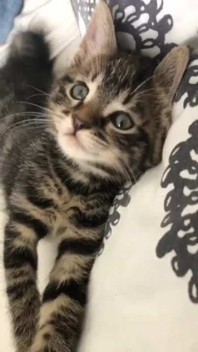 Sweet little kitten
