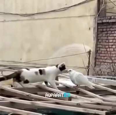 The Hunt